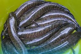 ikan gabus
