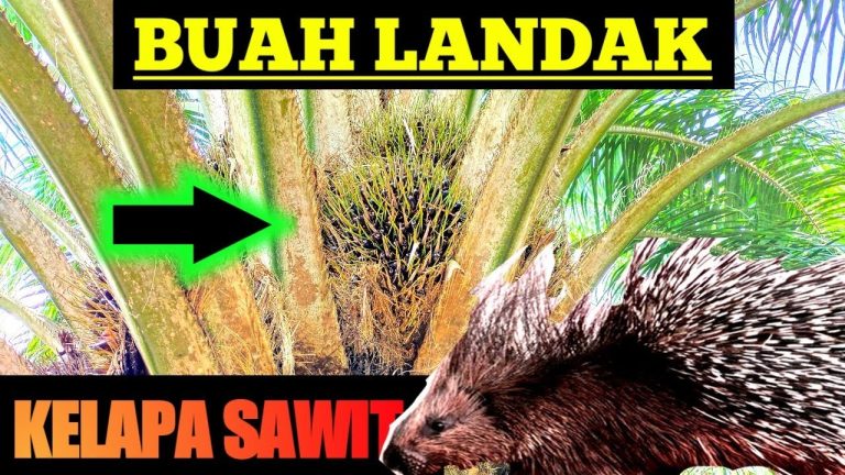 buah landak