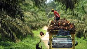harga sawit