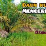 sawit kuning