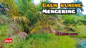 sawit kuning