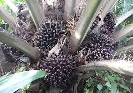 simalungun
