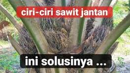 sawit jantan