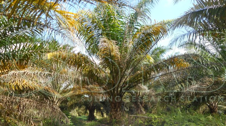 buah sawit kurang unsur hara1