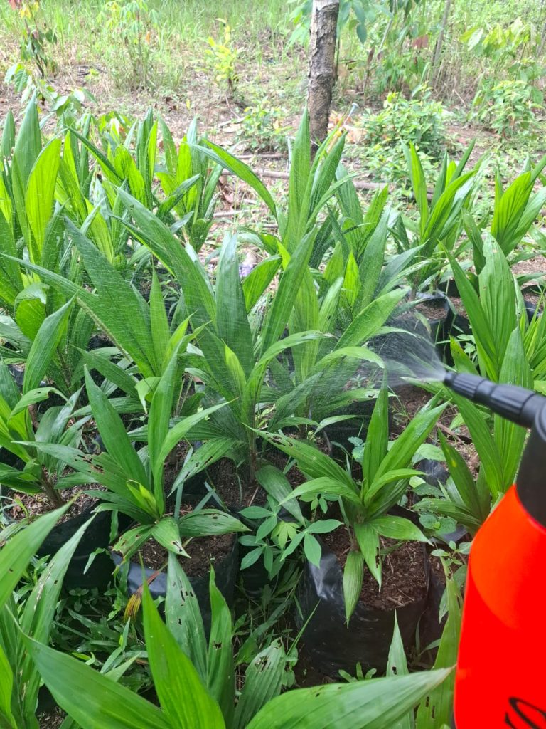 pembersihanhama