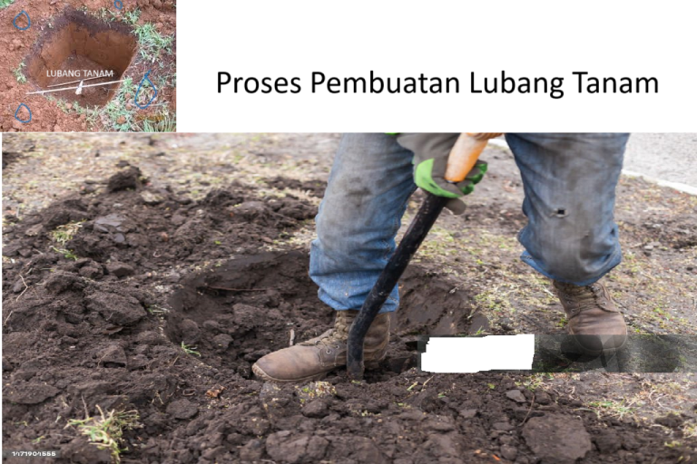 sawit lubang tanam1