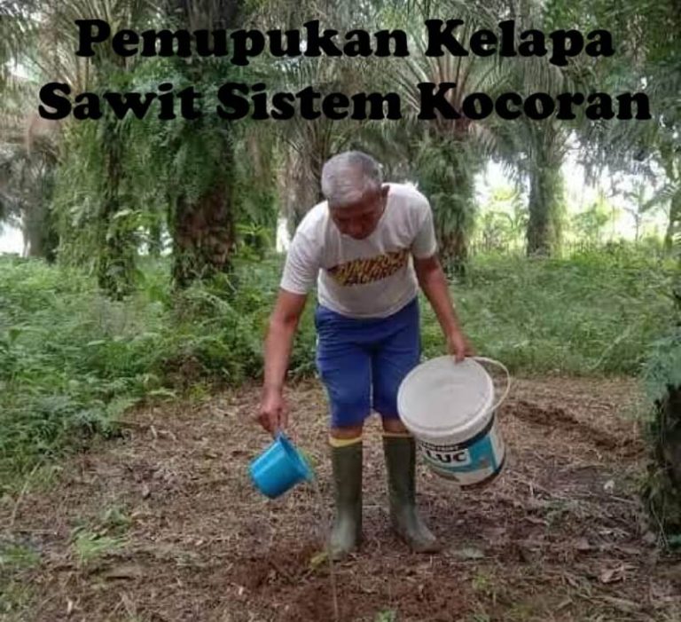 sawit pupuk kocor