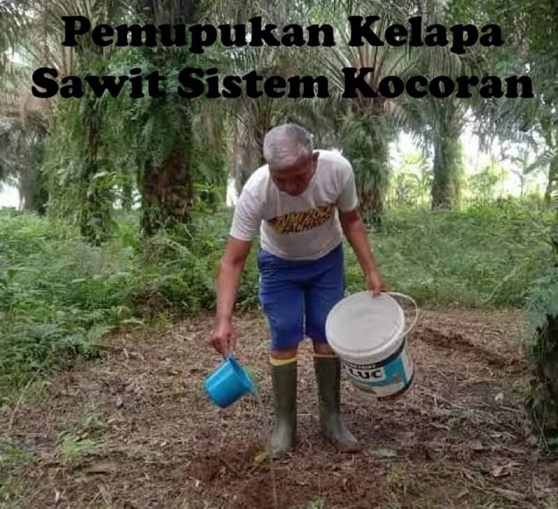 sawit pupuk kocor