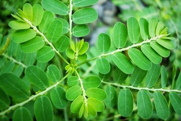 Daun-Kelor1