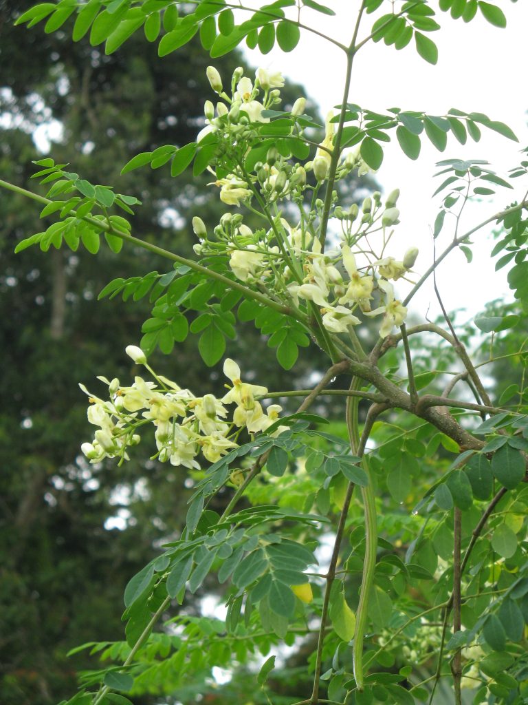 daun kelor2