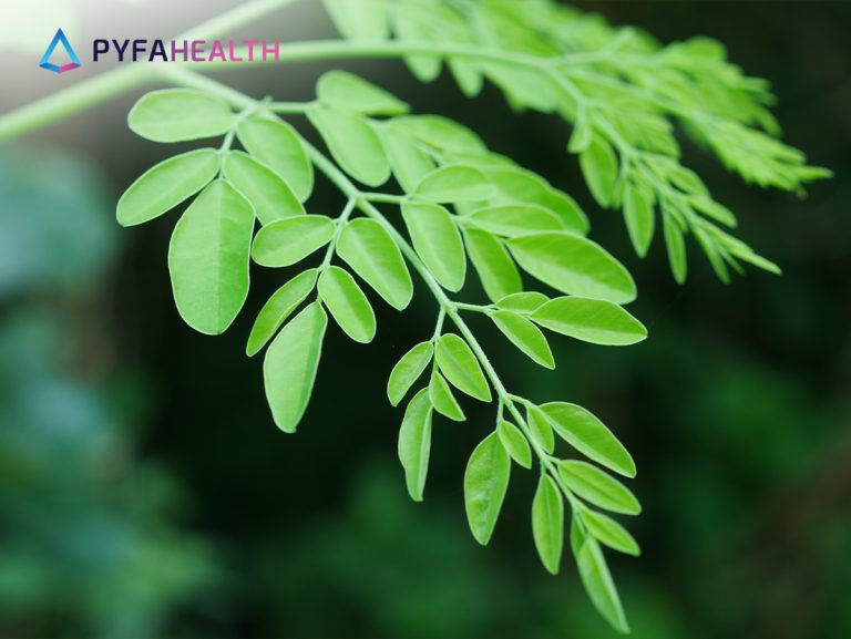 daun kelor3