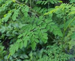 daun kelor4