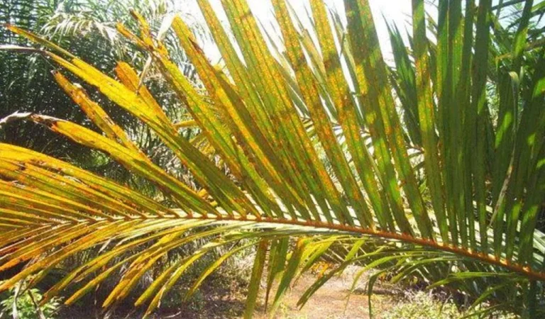 daun sawit menguning