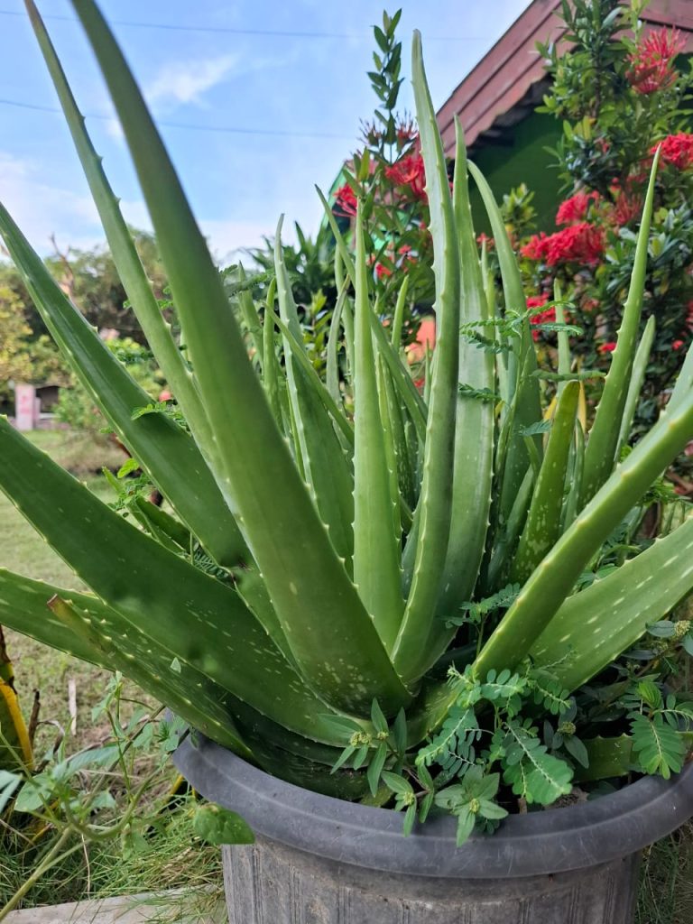 lidah buaya