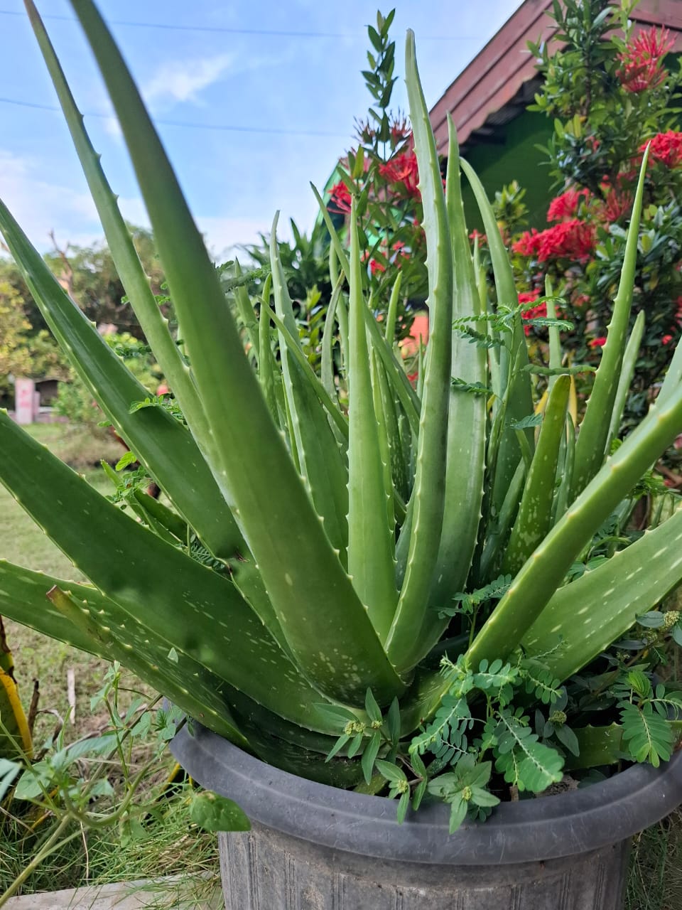 lidah buaya