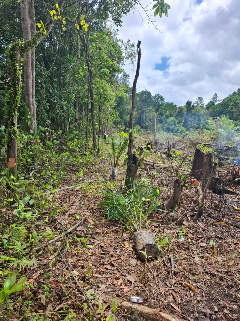 tanah mineral