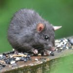 tikus belukar