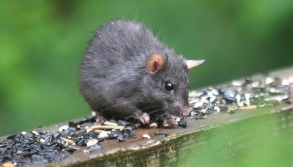 tikus belukar