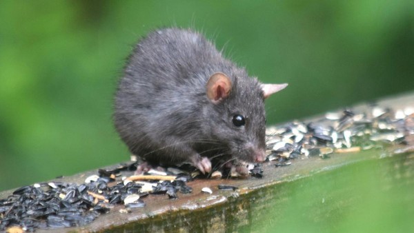 tikus belukar